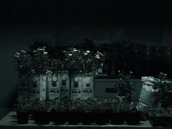 Flutter Echoes And Notes Concerning Nature